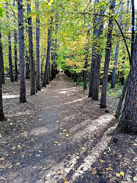 Caminho Área Recreação Floresta Parque Outono — Fotografia de Stock