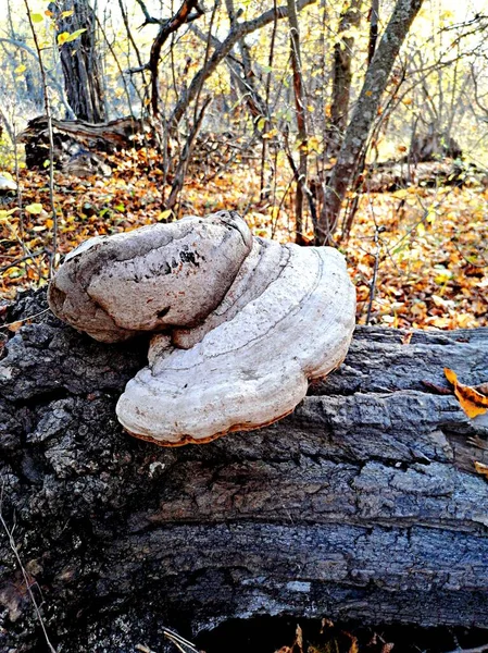 Fungo Árvore Tronco Outono Floresta — Fotografia de Stock
