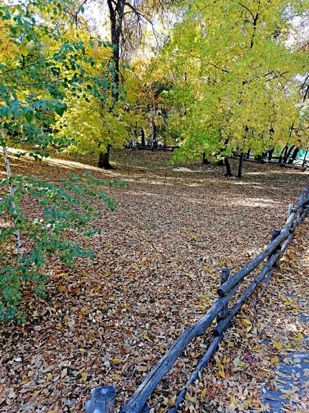 Křovák Podzimním Parku Posetý Listím — Stock fotografie