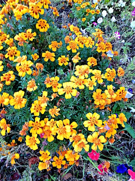 Parktaki Renkli Turuncu Çiçeklerin Arka Planı — Stok fotoğraf