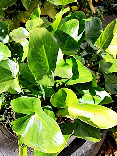 Şehir parkında çiçek yaprakları yetişir.