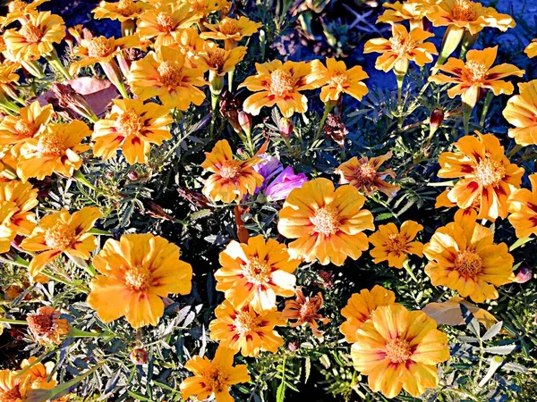 Background Floral Pattern Fresh Orange Flowers — Stock Photo, Image