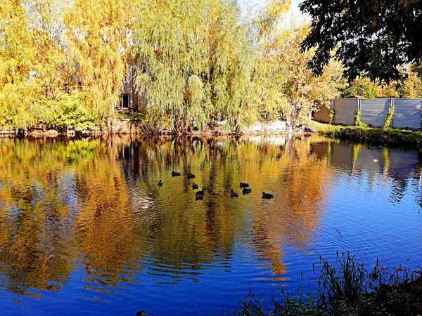 Sonbahar, göldeki ağaçların yansıması.