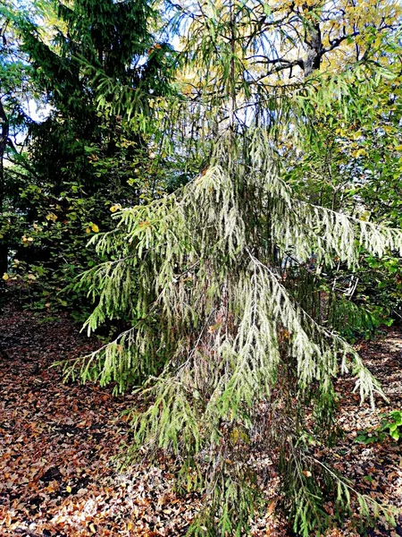 Sonbahar Parkında Yeşil Köşe — Stok fotoğraf