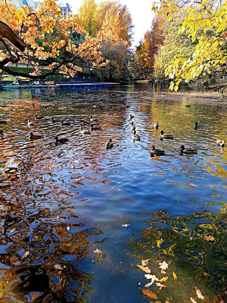 Sonbahar ağaçları göletin suyuna yansıyor.