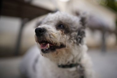 Dinlenmiş hayvan yan bakıyor.