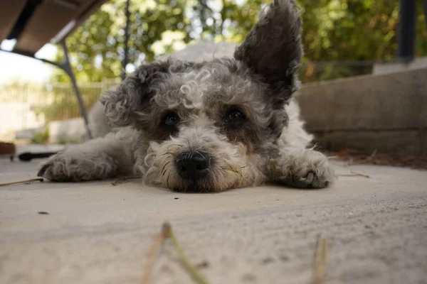 Rest Pet Looking Aside — стоковое фото