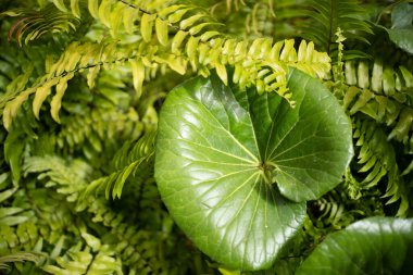 Yaz bahçesinde birlikte ekilen çeşitli hostesler, gölgeli bahçe fikirleri ve peyzaj konsepti