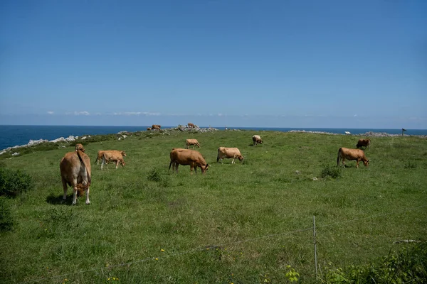 Αγελάδες Ένα Καταπράσινο Λιβάδι Κάτω Από Έναν Γαλάζιο Ουρανό Την — Φωτογραφία Αρχείου