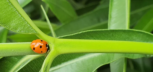 Ladybug walking in the foreground — Stock Photo, Image