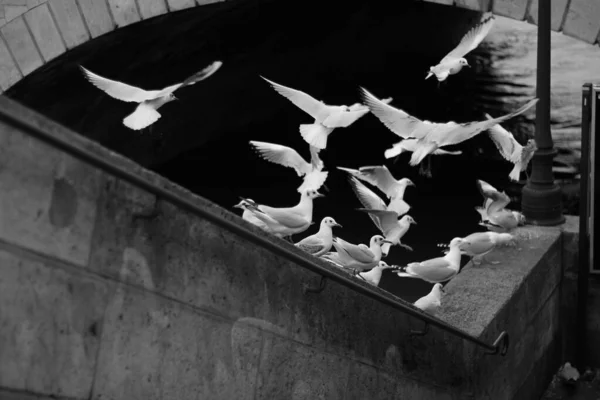 Group of black and white pigeons — стоковое фото