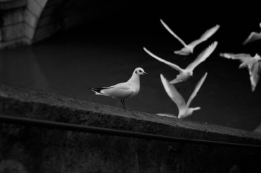 bir grup siyah beyaz güvercin