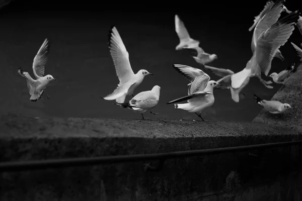 Grupo de palomas blancas y negras — Foto de Stock