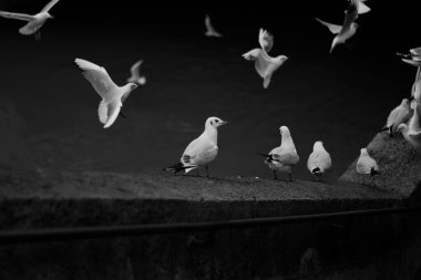 bir grup siyah beyaz güvercin