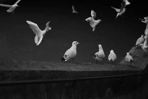 Groep zwarte en witte duiven — Stockfoto