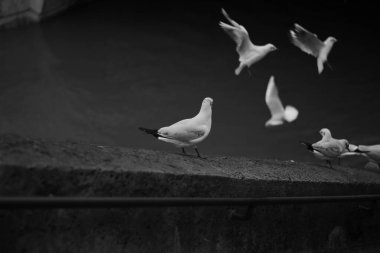 bir grup siyah beyaz güvercin