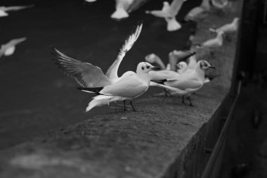 bir grup siyah beyaz güvercin