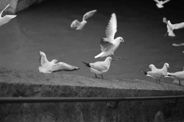 Group of black and white pigeons — Stock Photo, Image