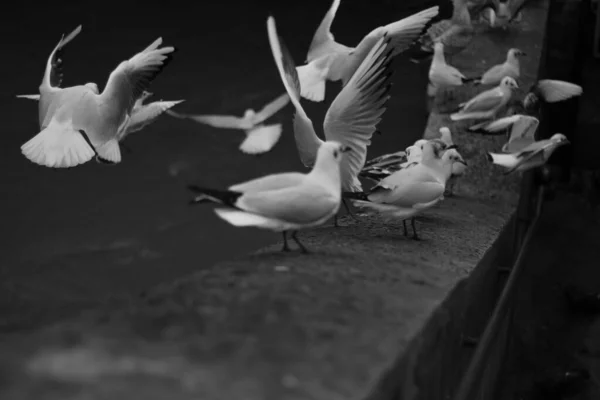 Group of black and white pigeons — Stockfoto