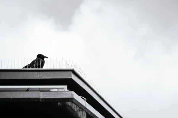 A pigeon perched on a ledge in paris, france — Stok fotoğraf