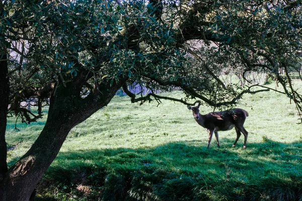 Νεαρό ελάφι κοιτάζει την κάμερα, ενώ τρώει γρασίδι — Φωτογραφία Αρχείου