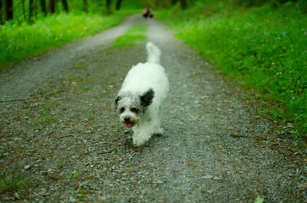Donna cane da passeggio al guinzaglio nel parco — Foto Stock