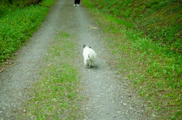 Mulher cão de passeio na coleira no parque — Fotografia de Stock