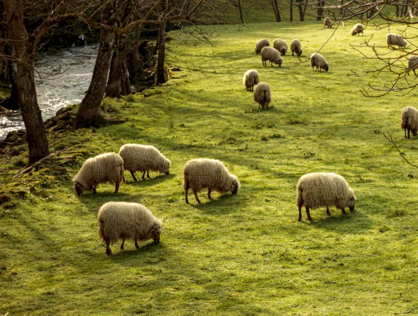 Herd of sheep grazing on the green meadow — Stock Photo, Image