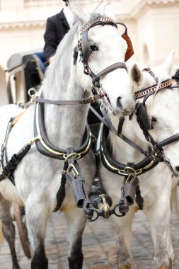 Beyaz at kafası odaklanmamış arka plan ile yakın plan