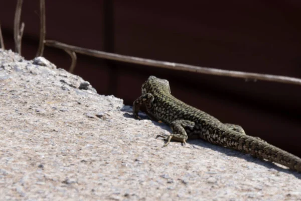 A common wall lizard podarcis muralis basking in the sun. — Stock Photo, Image