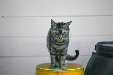 Siyah bir kedi taburede oturur. Dost canlısı bir kara kediye yaklaş.