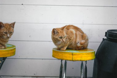 Tahta bir arka plandaki taburede oturan sarışın ve beyaz kedi. kamera önünde poz