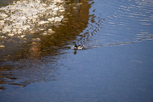 The mallard Anas platyrhynchos is a sloppy duck. — Stock Photo, Image