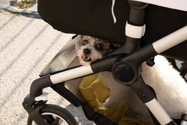 Cão sentado na cesta de um carrinho de bebê — Fotografia de Stock