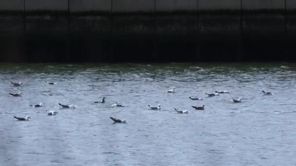 Gaviotas que desembarcan en el río para alimentarse de los escombros transportados por las mareas — Vídeo de stock