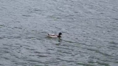 Yeşil bir nehirde yüzen sıradan bir ördek.