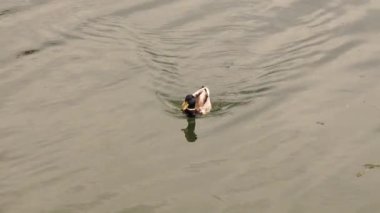 Yeşil bir nehirde yüzen sıradan bir ördek.