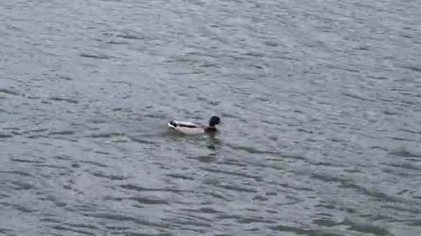 Yeşil bir nehirde yüzen sıradan bir ördek. — Stok video
