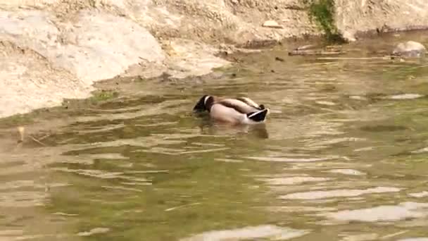 Gewone eend zwemmen in een groene rivier — Stockvideo