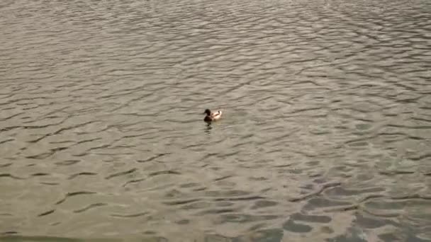 Звичайна качка плаває в зеленій воді річки — стокове відео