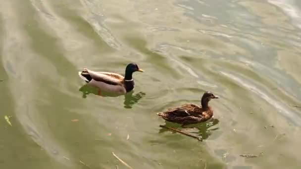 Deux canards communs nageant près d'une rivière d'eaux vertes — Video