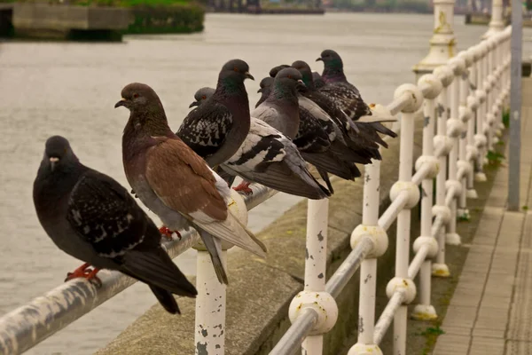 Группа голубей, сидящих на металлических перилах — стоковое фото