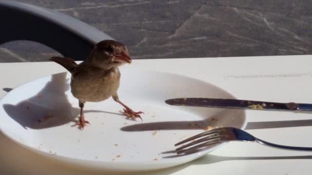 Pájaro Gorrión Come Plato Porcelana Con Sobras Después Del Almuerzo — Vídeo de stock
