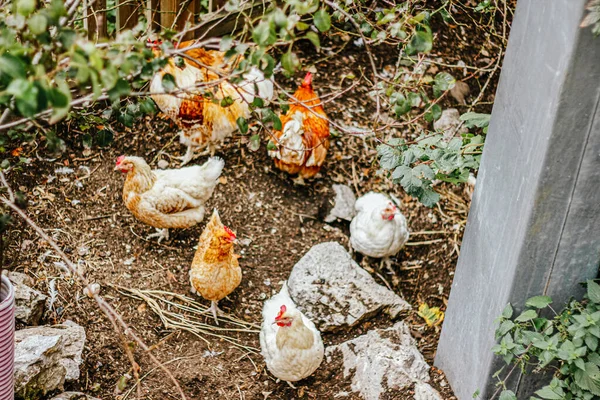 From above composition of chicken with brown and white plumage and green leaves on wooden fence