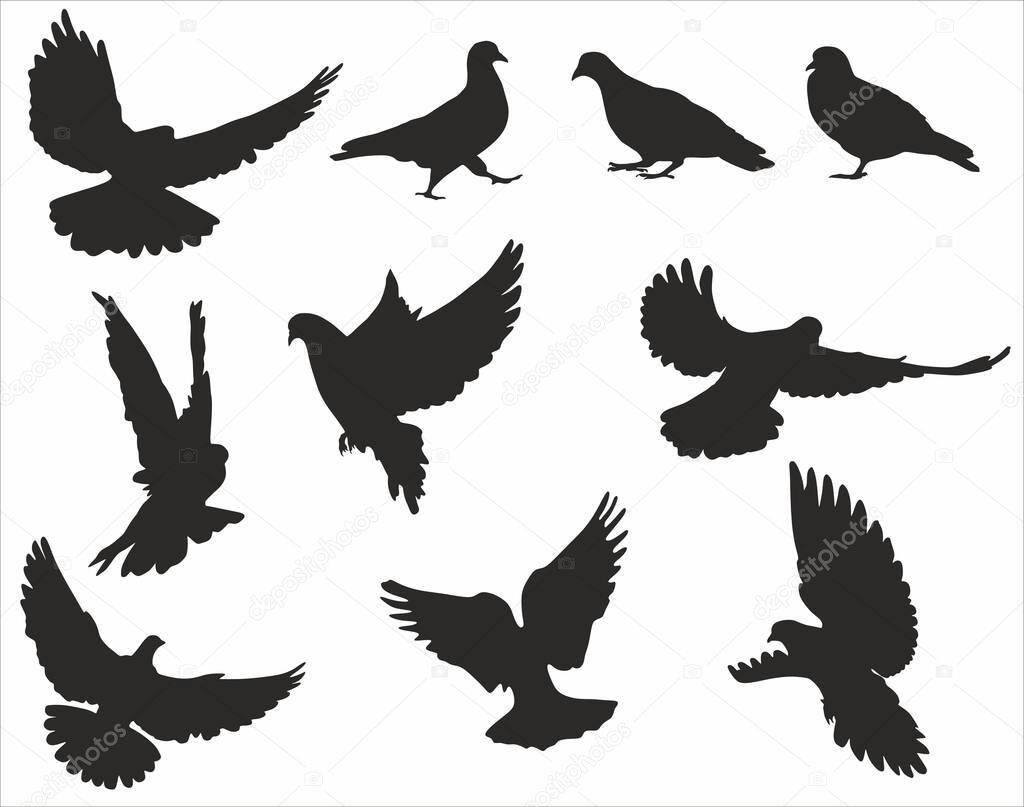 Vector set of silhouettes of doves. Flying, sitting, walking birds. Shadows of urban birds