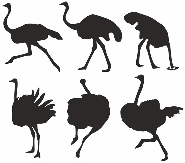 Serie Vettoriale Sagome Struzzi Ombre Uccelli Australiani Che Corrono Struzzo — Vettoriale Stock
