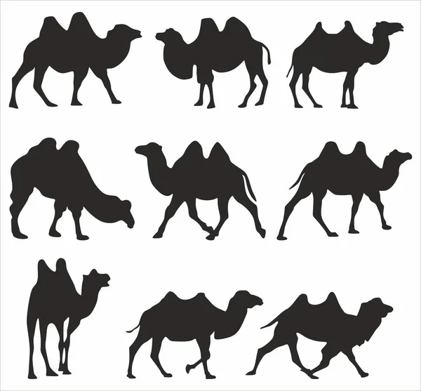 Conjunto Vetorial Silhuetas Camelos Bactrianos Sombras Grande Animal Mamífero Navio — Vetor de Stock