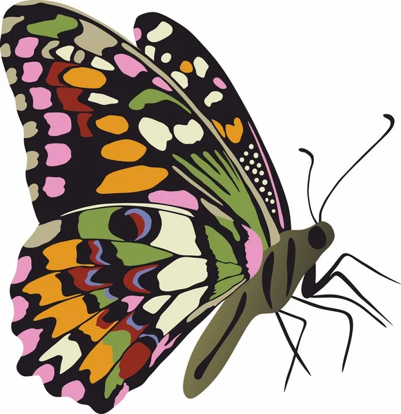 Vector Mariposa Colorida Hermoso Insecto Con Grandes Alas Colores Dibujo — Vector de stock