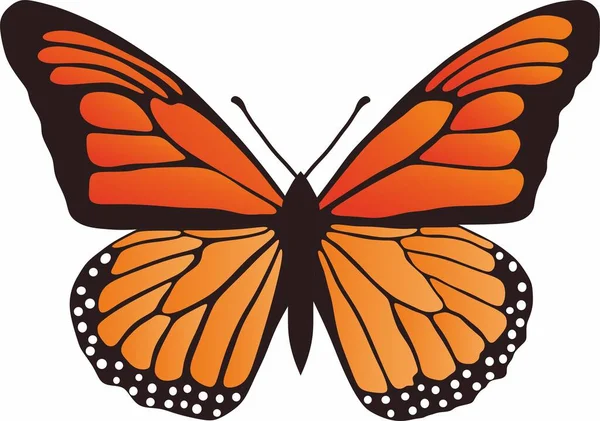 Vector Mariposa Monarca Naranja Hermoso Insecto Con Grandes Alas Colores — Vector de stock