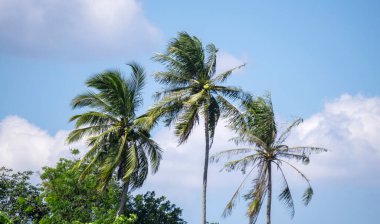 Hindistan cevizi ağaçlarının üçü gökyüzüne kadar uzanır.